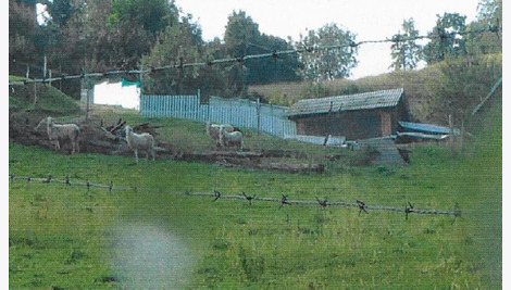 Small zajeta slika 6